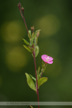Roze Teunisbloem; Rosy Evening-primrose; Oenothera rosea