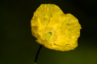 Schijnpapaver; Welsh Poppy; Papaver Cambricum