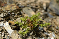 Scleranthus uncinatus