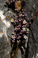 Sedum brevifolium