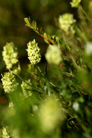 Sideritis hyssopifolia subsp. Pyrenensis