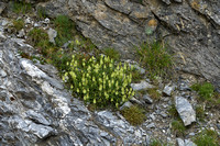 Sideritis hyssopifolia subsp. Pyrenensis
