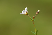 Starwort Mouse-ear; Cerastium cerastoides