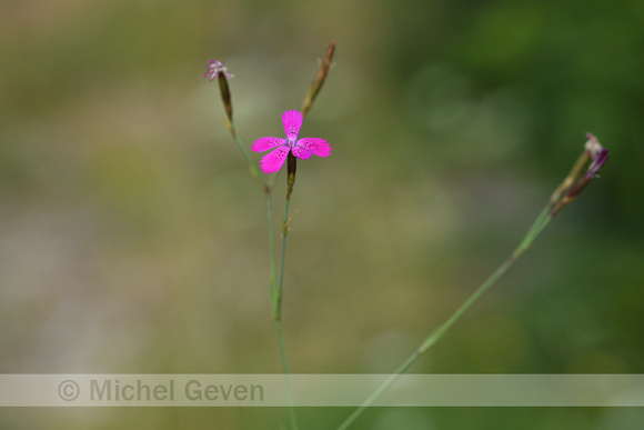 Steenanjer; Maiden Pink; Dianthus deltoides