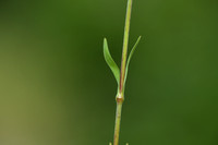 Steenanjer; Maiden Pink; Dianthus deltoides