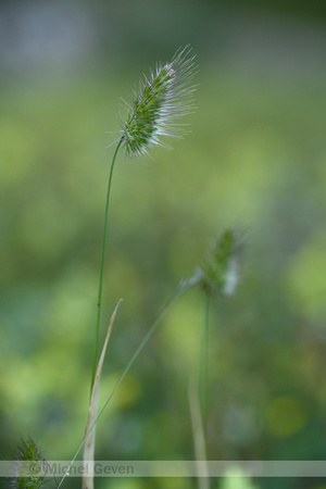 Stekelkamgras;Bristly dogstail grass; Cynosurus echinatus