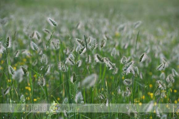 Stekelkamgras;Bristly dogstail grass; Cynosurus echinatus