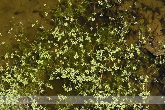 Stomphoekig sterrenkroos; Blunt-fruited Water-Starwort; Callitriche obtusangula