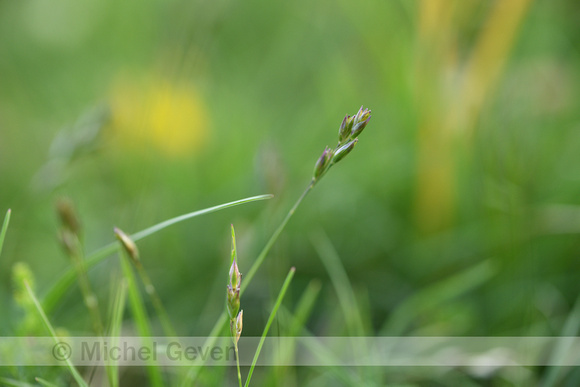 Tandjesgras; Heath-grass; Danthonia decumbens