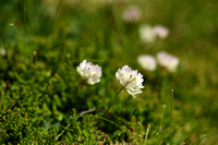 Trifolium pallescens