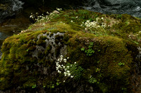 Trossteenbreek; Livelong Saxifrage; Saxifraga paniculata