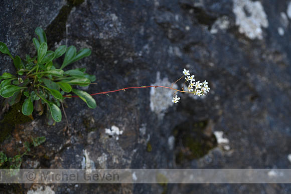 Trossteenbreek; Livelong Saxifrage; Saxifraga paniculata