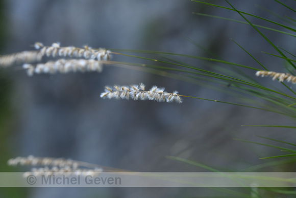 Vederparelgras; Silky spike melic; Milica ciliata