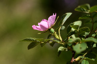 Viltroos; Harsh Downy rose; Rosa tomentosa