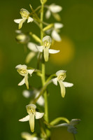 Welriekende nachtorchis; Lesser Butterfly-orchid; Platanthera bi