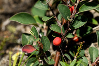 Wilde dwergmispel; Wild Cotoneaster; Cotoneaster integerrimus