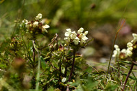 Witte Brunel; Cut-leaved selfheal; Prunella laciniata