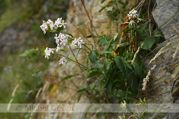 Zeepkruid; Soapwort; Saponaria officinalis