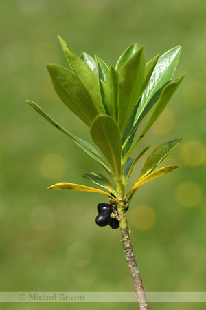 Zwart peperboompje; Spurge-laurel; Daphne laureola