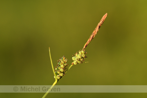 Viltzegge; Downy-fruited sedge; Carex tomentosa