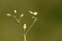 Bleke  hoornbloem; Cerastium  glutinosum