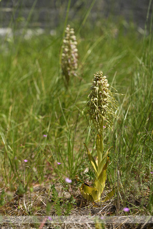 Bokkenorchis; Lizard Orchid; Himantoglossum hircinum