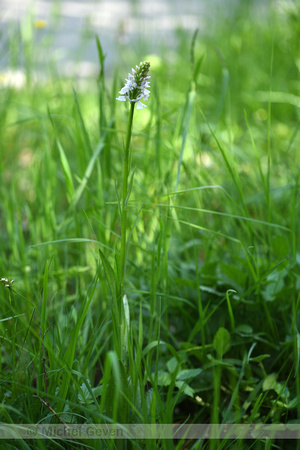 Bosorchis; Orchis de Fuchs; Dactylorhiza fuchsii