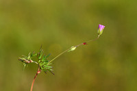 Fijne ooievaarsbek; Long-stalked Crane's-bill; Geranium columbin