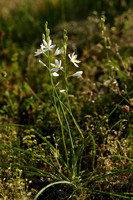 Grote graslelie; st. Bernard's Lily; Anthericum liliago