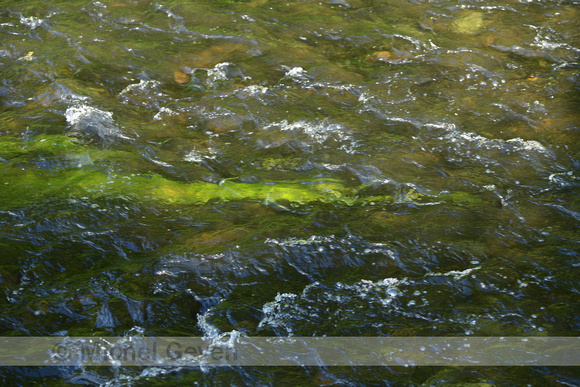 Penceelbladige waterranonkel; Chalk Stream Water-crowfoot; Ranunculus penicillatus