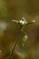 Steenhoornbloem; Dwarf Mouse-ear; Cerastium pumilum