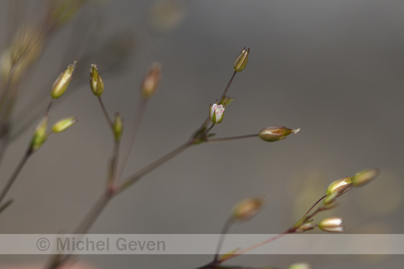 Tengere veldmuur; Fine-leaved Sandwort; Sabulina tenuifolia