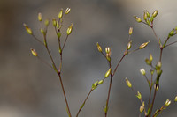 Tengere veldmuur; Fine-leaved Sandwort; Sabulina tenuifolia