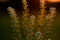 veldkruidkers; Field Pepperwort; Lepidium campestre