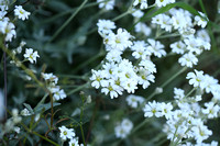 Viltige hoornbloem; Snow in Summer; Cerastium tomentosum