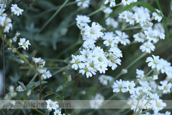 Viltige hoornbloem; Snow in Summer; Cerastium tomentosum