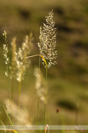 Goudhaver; Yellow Oat-grass; Trisetum flavescens;