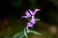 Rood Bosvogeltje; Red Helleborine; Cephalanthera rubra; Orchidac