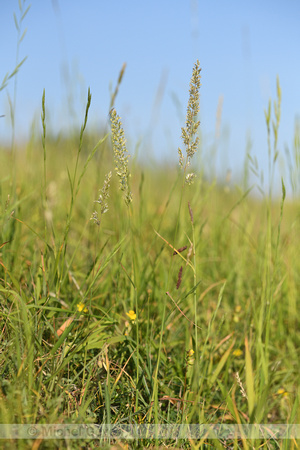 Smal fakkelgras; June Grass; Koeleria macrantha