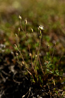 Zinkveldmuur; Spring Sandwort; Minuartia Verna subsp. hercynica