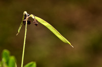 Zwarte lathyrus; Black Pea; Lathyrus niger