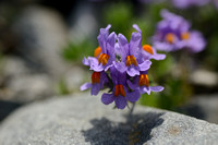Alpenleeuwenbek; Alpine Toadflax; Linaria alpina