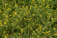 Akkergoudsbloem; Field Marigold; Calendula arvensis