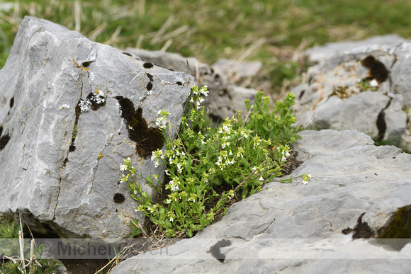 Alpenscheefkelk; Alpine Rock-cress; Arabis alpina