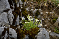 Alpenscheefkelk; Alpine Rock-cress; Arabis alpina