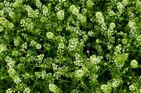 Amerikaanse kruidkers; Virginia Peppergrass; Lepidium virginicum
