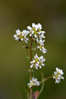 Engels lepelblad - English scurvygrass - Cochlearia officinalis ss