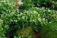Engels lepelblad; English scurvygrass; Cochlearia officinalis ss