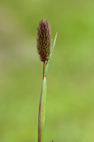 Alpine Cat's-tail; Phleaum alpinum