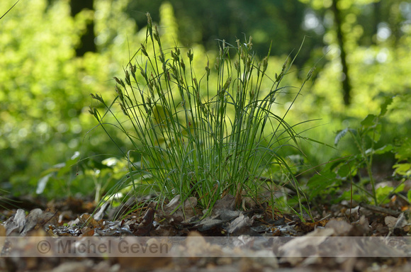 Bleke Zegge; Pale sedge; Carex pallescens